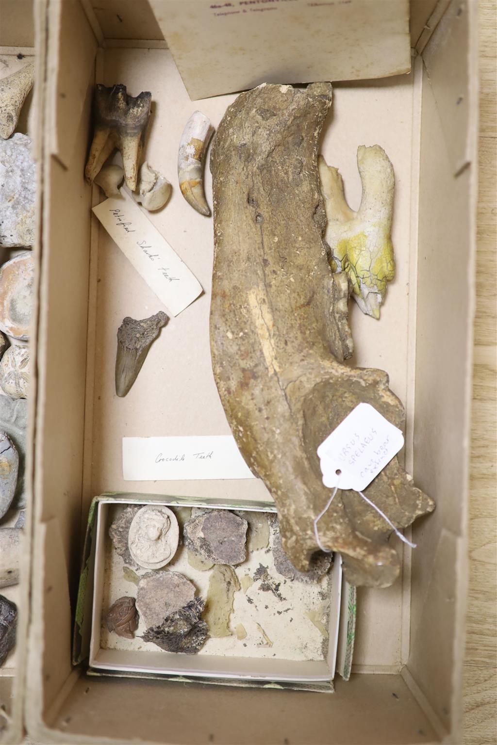 A collection of stone fossils and semi-fossilised teeth and bones, collected before 1950